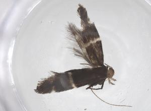  ( - CBG-B05212-F12)  @11 [ ] CreativeCommons - Attribution Share - Alike (2025) Centre for Biodiversity Genomics Centre for Biodiversity Genomics