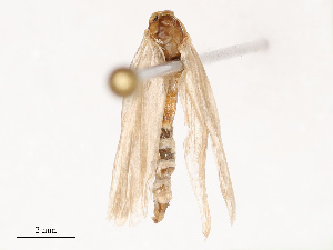  ( - CBG-B19184-A02)  @11 [ ] CreativeCommons - Attribution Share - Alike (2025) CBG Photography Group Centre for Biodiversity Genomics