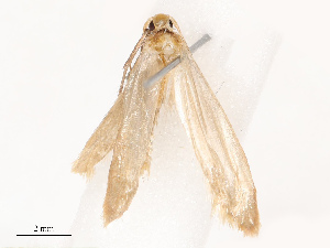  ( - CBG-B19184-B03)  @11 [ ] CreativeCommons - Attribution Share - Alike (2025) CBG Photography Group Centre for Biodiversity Genomics
