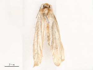  ( - CBG-B19184-B06)  @11 [ ] CreativeCommons - Attribution Share - Alike (2025) CBG Photography Group Centre for Biodiversity Genomics