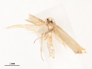  ( - CBG-B19184-D06)  @11 [ ] CreativeCommons - Attribution Share - Alike (2025) CBG Photography Group Centre for Biodiversity Genomics