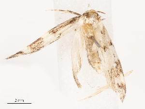  ( - CBG-B19184-E07)  @11 [ ] CreativeCommons - Attribution Share - Alike (2025) CBG Photography Group Centre for Biodiversity Genomics