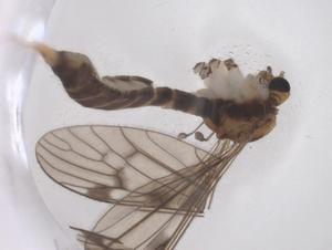  ( - CBG-B23638-A08)  @11 [ ] CreativeCommons - Attribution Share - Alike (2025) Centre for Biodiversity Genomics Centre for Biodiversity Genomics