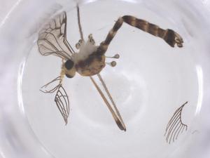  ( - CBG-B23638-B05)  @11 [ ] CreativeCommons - Attribution Share - Alike (2025) Centre for Biodiversity Genomics Centre for Biodiversity Genomics