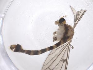  ( - CBG-B23639-C01)  @11 [ ] CreativeCommons - Attribution Share - Alike (2025) Centre for Biodiversity Genomics Centre for Biodiversity Genomics