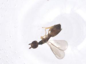  ( - CBG-B23639-H08)  @11 [ ] CreativeCommons - Attribution Share - Alike (2025) Centre for Biodiversity Genomics Centre for Biodiversity Genomics