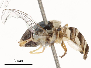  ( - CBG-B00194-G04)  @11 [ ] CreativeCommons - Attribution Share - Alike (2025) CBG Photography Group Centre for Biodiversity Genomics
