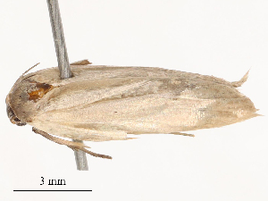  ( - CBG-B01801-G04)  @11 [ ] CreativeCommons - Attribution Share - Alike (2025) CBG Photography Group Centre for Biodiversity Genomics