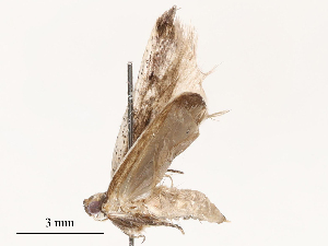  ( - CBG-B01801-G07)  @11 [ ] CreativeCommons - Attribution Share - Alike (2025) CBG Photography Group Centre for Biodiversity Genomics