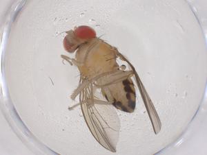  ( - CBG-B01809-D10)  @11 [ ] CreativeCommons - Attribution Share - Alike (2025) Centre for Biodiversity Genomics Centre for Biodiversity Genomics