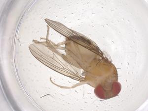  (Leucophenga albofasciata - CBG-B01907-H04)  @11 [ ] CreativeCommons - Attribution Share - Alike (2025) Centre for Biodiversity Genomics Centre for Biodiversity Genomics