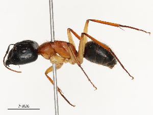  (Camponotus nigriceps - CBG-B02543-A02)  @11 [ ] CreativeCommons - Attribution Share - Alike (2025) CBG Photography Group Centre for Biodiversity Genomics