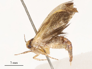  ( - CBG-B02547-E09)  @11 [ ] CreativeCommons - Attribution Share - Alike (2025) CBG Photography Group Centre for Biodiversity Genomics