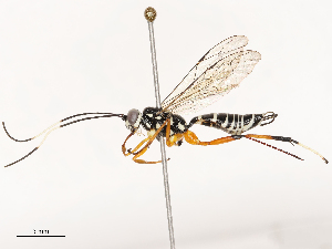  ( - CBG-B02547-G11)  @11 [ ] CreativeCommons - Attribution Share - Alike (2025) CBG Photography Group Centre for Biodiversity Genomics