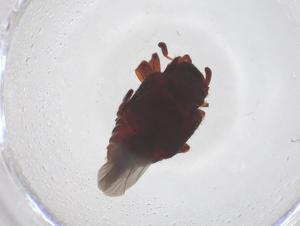  (Chlamydopsinae - CBG-B02568-G10)  @11 [ ] CreativeCommons - Attribution Share - Alike (2025) Centre for Biodiversity Genomics Centre for Biodiversity Genomics