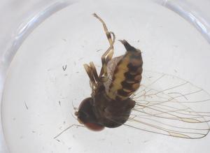  (Ironomyiidae - CBG-B02570-C04)  @11 [ ] CreativeCommons - Attribution Share - Alike (2025) Centre for Biodiversity Genomics Centre for Biodiversity Genomics