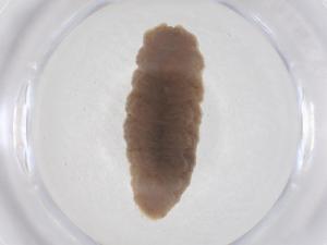  ( - CBG-B02570-F09)  @11 [ ] CreativeCommons - Attribution Share - Alike (2025) Centre for Biodiversity Genomics Centre for Biodiversity Genomics