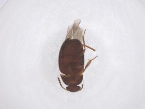  ( - CBG-B03074-B01)  @11 [ ] CreativeCommons - Attribution Share - Alike (2025) Centre for Biodiversity Genomics Centre for Biodiversity Genomics