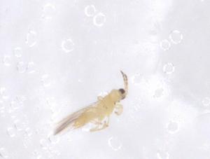  ( - CBG-B03119-F09)  @11 [ ] CreativeCommons - Attribution Share - Alike (2025) Centre for Biodiversity Genomics Centre for Biodiversity Genomics