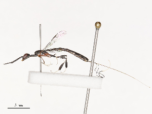  (Gasteruption platycephala - CBG-B03147-A06)  @11 [ ] CreativeCommons - Attribution Share - Alike (2025) CBG Photography Group Centre for Biodiversity Genomics