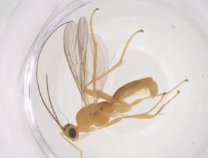  ( - CBG-B03495-A05)  @11 [ ] CreativeCommons - Attribution Share - Alike (2025) Centre for Biodiversity Genomics Centre for Biodiversity Genomics