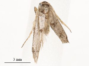  ( - CBG-B04472-C07)  @11 [ ] CreativeCommons - Attribution Share - Alike (2025) CBG Photography Group Centre for Biodiversity Genomics