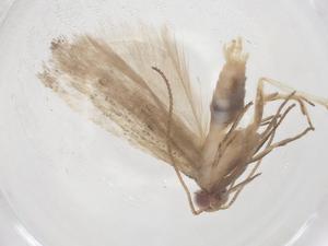  ( - CBG-B14315-G02)  @11 [ ] CreativeCommons - Attribution Share - Alike (2025) Centre for Biodiversity Genomics Centre for Biodiversity Genomics