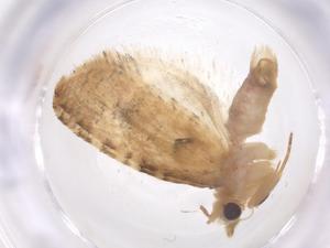  ( - CBG-B00198-D01)  @11 [ ] CreativeCommons - Attribution Share - Alike (2025) Centre for Biodiversity Genomics Centre for Biodiversity Genomics