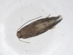  ( - CBG-B00199-B12)  @11 [ ] CreativeCommons - Attribution Share - Alike (2025) Centre for Biodiversity Genomics Centre for Biodiversity Genomics