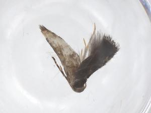  ( - CBG-B00199-F12)  @11 [ ] CreativeCommons - Attribution Share - Alike (2025) Centre for Biodiversity Genomics Centre for Biodiversity Genomics