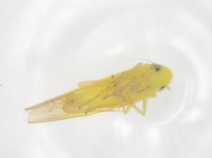  ( - CBG-B00199-H07)  @11 [ ] CreativeCommons - Attribution Share - Alike (2025) Centre for Biodiversity Genomics Centre for Biodiversity Genomics