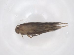  ( - CBG-B00366-C07)  @11 [ ] CreativeCommons - Attribution Share - Alike (2025) Centre for Biodiversity Genomics Centre for Biodiversity Genomics