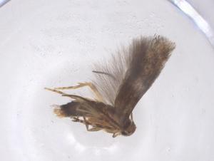  ( - CBG-B00367-F02)  @11 [ ] CreativeCommons - Attribution Share - Alike (2025) Centre for Biodiversity Genomics Centre for Biodiversity Genomics