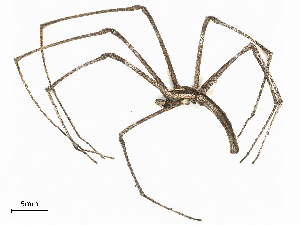  (Asianopis subrufa - CBG-B00605-H01)  @11 [ ] CreativeCommons - Attribution Share - Alike (2025) CBG Photography Group Centre for Biodiversity Genomics