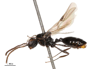  (Monomorium rubriceps - CBG-B02478-A10)  @11 [ ] CreativeCommons - Attribution Share - Alike (2025) CBG Photography Group Centre for Biodiversity Genomics