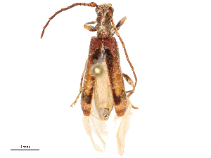 ( - CBG-B02478-G08)  @11 [ ] CreativeCommons - Attribution Share - Alike (2025) CBG Photography Group Centre for Biodiversity Genomics
