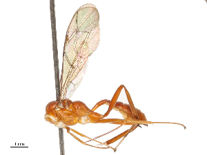  (Junctivena - CBG-B02478-H04)  @11 [ ] CreativeCommons - Attribution Share - Alike (2025) CBG Photography Group Centre for Biodiversity Genomics