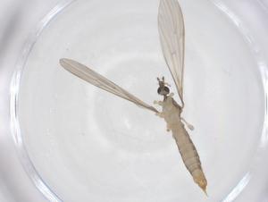  (Molophilus longicornis - CBG-B03125-C11)  @11 [ ] CreativeCommons - Attribution Share - Alike (2025) Centre for Biodiversity Genomics Centre for Biodiversity Genomics