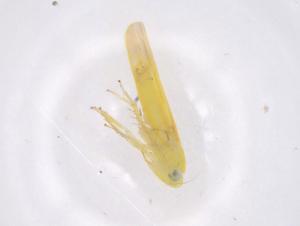  ( - CBG-B03126-C08)  @11 [ ] CreativeCommons - Attribution Share - Alike (2025) Centre for Biodiversity Genomics Centre for Biodiversity Genomics