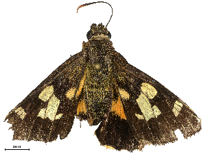  ( - CBG-B03146-E09)  @11 [ ] CreativeCommons - Attribution Share - Alike (2025) CBG Photography Group Centre for Biodiversity Genomics