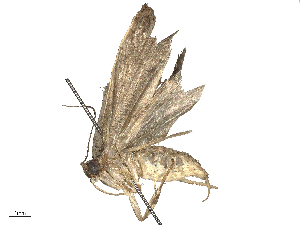  ( - CBG-B03146-E10)  @11 [ ] CreativeCommons - Attribution Share - Alike (2025) CBG Photography Group Centre for Biodiversity Genomics