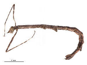  ( - CBG-B03146-H10)  @11 [ ] CreativeCommons - Attribution Share - Alike (2025) CBG Photography Group Centre for Biodiversity Genomics