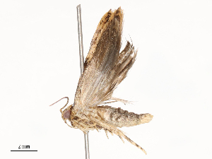  ( - CBG-B03147-G04)  @11 [ ] CreativeCommons - Attribution Share - Alike (2025) CBG Photography Group Centre for Biodiversity Genomics