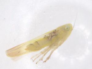  (Anzygina - CBG-B04400-G05)  @11 [ ] CreativeCommons - Attribution Share - Alike (2025) Centre for Biodiversity Genomics Centre for Biodiversity Genomics