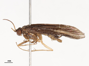  ( - CBG-B19968-A01)  @11 [ ] CreativeCommons - Attribution Share - Alike (2025) CBG Photography Group Centre for Biodiversity Genomics