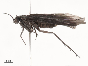  ( - CBG-B19968-D11)  @11 [ ] CreativeCommons - Attribution Share - Alike (2025) CBG Photography Group Centre for Biodiversity Genomics