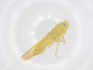  ( - CBG-B20008-B08)  @11 [ ] CreativeCommons - Attribution Share - Alike (2025) Centre for Biodiversity Genomics Centre for Biodiversity Genomics