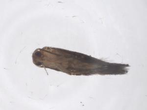  ( - CBG-B20013-A03)  @11 [ ] CreativeCommons - Attribution Share - Alike (2025) Centre for Biodiversity Genomics Centre for Biodiversity Genomics