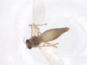  ( - CBG-B20013-H03)  @11 [ ] CreativeCommons - Attribution Share - Alike (2025) Centre for Biodiversity Genomics Centre for Biodiversity Genomics