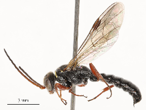  (Arthrothynnus - CBG-B20048-C03)  @11 [ ] CreativeCommons - Attribution Share - Alike (2025) CBG Photography Group Centre for Biodiversity Genomics